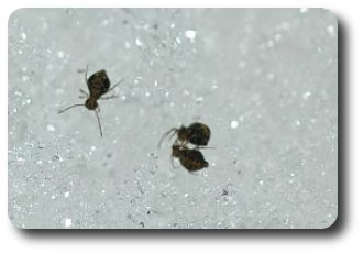 Despite chilly feet these spidery looking springtails are active in the snow.