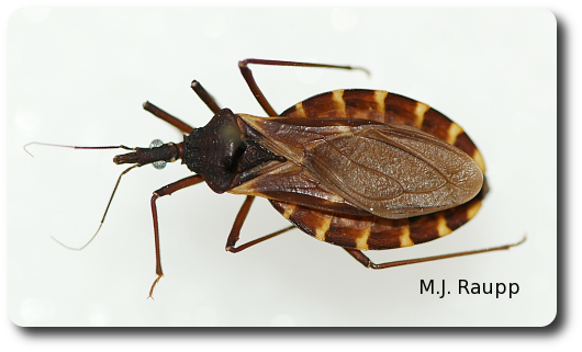 Kissing bugs get their name by sucking blood from people's lips.