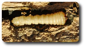 Roundheaded borers have powerful jaws but usually lack legs.