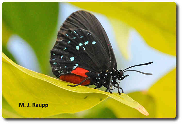 Bright colors of the Atala butterfly warn predators not to take a bite.