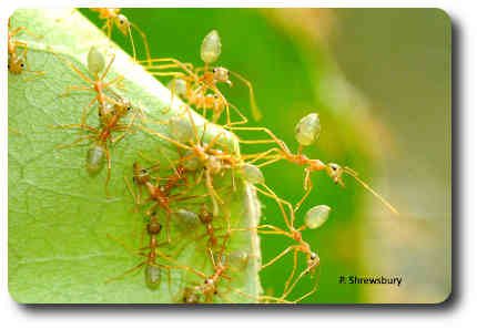 With its abdomen poised in the air, a major worker readies to defend the nest.