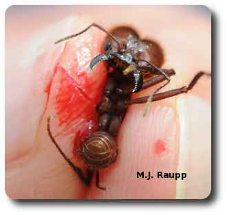 Jaws of leafcutter ant soldiers can open wounds.