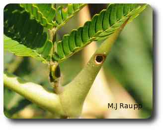 Small holes in the thorn allow ants to enter and exit.