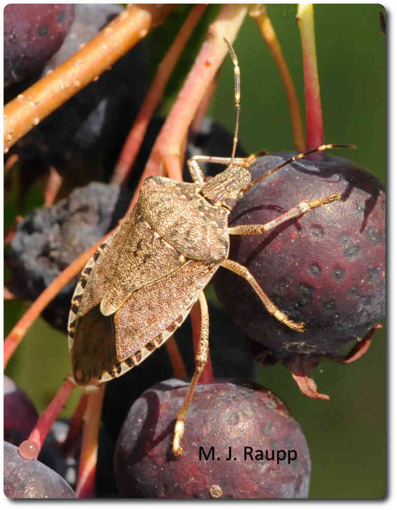 With the return of spring, brown marmorated stink bugs are on the move.