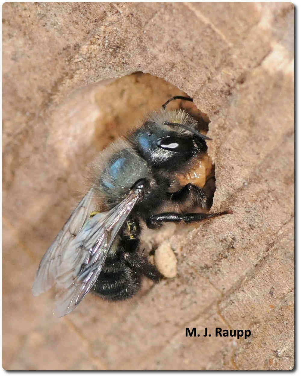 Blue orchard mason bees are early season pollinators of some of our most important fruit crops, like apples and cherries.