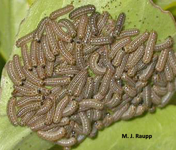 A group of hungry leaf notch caterpillars chow down on a tender young euonymus leaf.