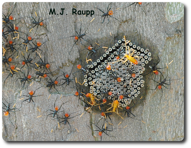 Bright red abdomens and orange antennae deck out jazzy assassin bug nymphs as the hatch from their eggs.