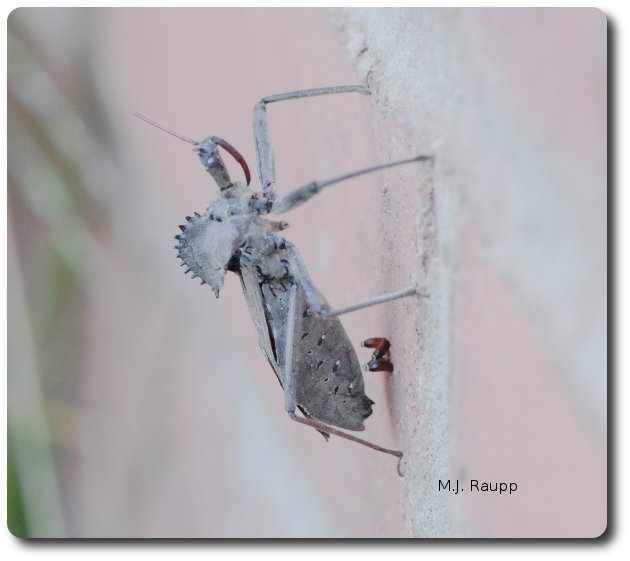 Caught in the act of laying the last eggs of autumn, this lady displays her magnificent wheel.