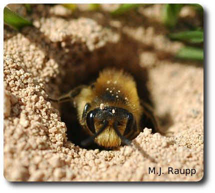 From the safety of its burrow, a plasterer bee takes a peek at a bug geek with a camera.