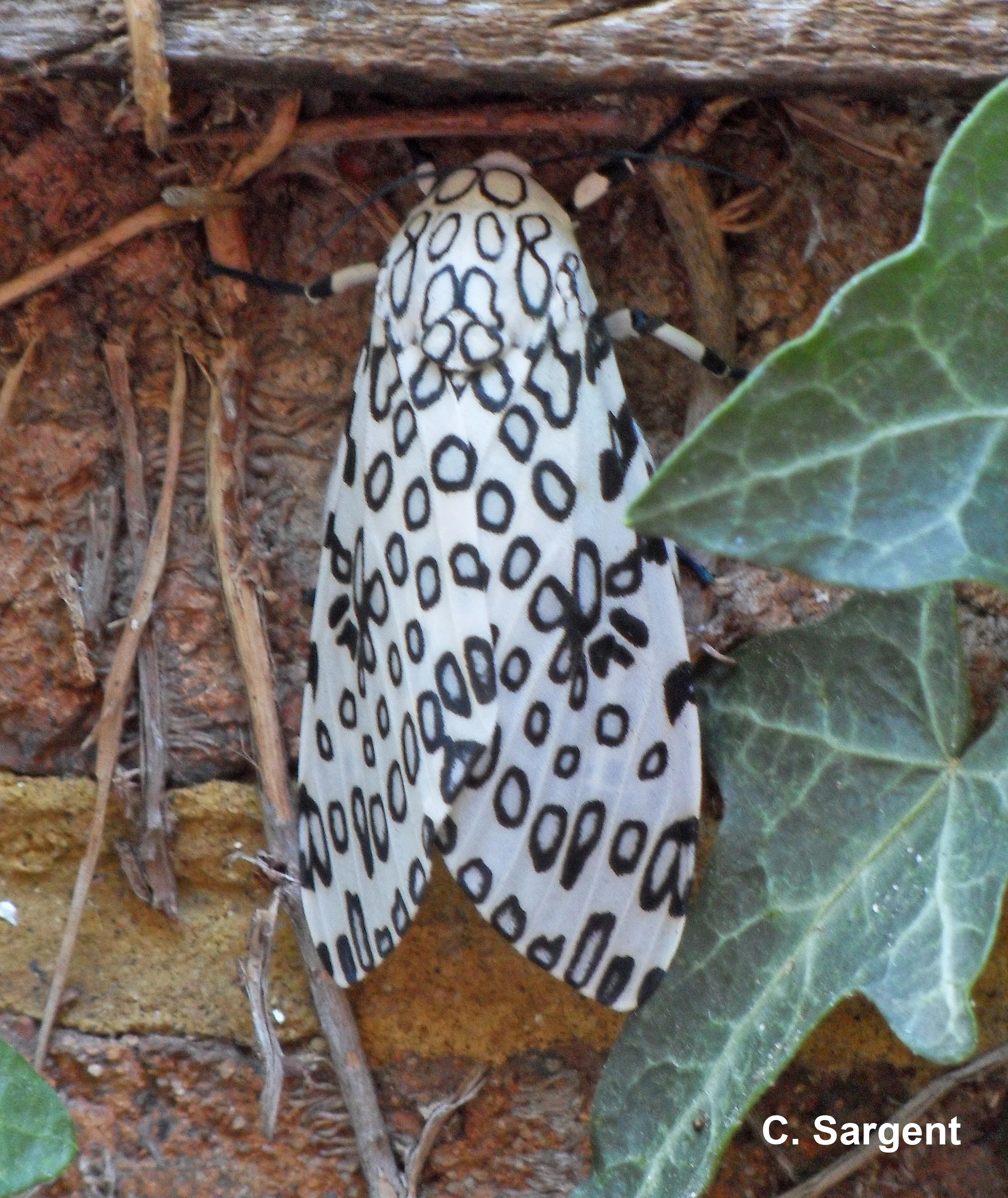 The adult Leopard moth is a thing of beauty with black
patterned white wings.
Normal
0
false
false
false
EN-US
JA
X-NONE
/* Style Definitions */
table.MsoNormalTable
{mso-style-name:"Table Normal";
mso-tstyle-rowband-size:0;
mso-tstyle-colband-size:0;
mso-style-noshow:yes;
mso-style-priority:99;
mso-style-parent:"";
mso-padding-alt:0in 5.4pt 0in 5.4pt;
mso-para-margin-top:0in;
mso-para-margin-right:0in;
mso-para-margin-bottom:10.0pt;
mso-para-margin-left:0in;
line-height:115%;
mso-pagination:widow-orphan;
font-size:11.0pt;
font-family:Calibri;
mso-ascii-font-family:Calibri;
mso-ascii-theme-font:minor-latin;
mso-hansi-font-family:Calibri;
mso-hansi-theme-font:minor-latin;}