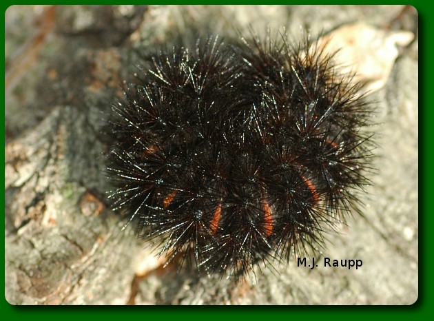 The giant Leopard moth caterpillar curls into a spiny ball when threatened.