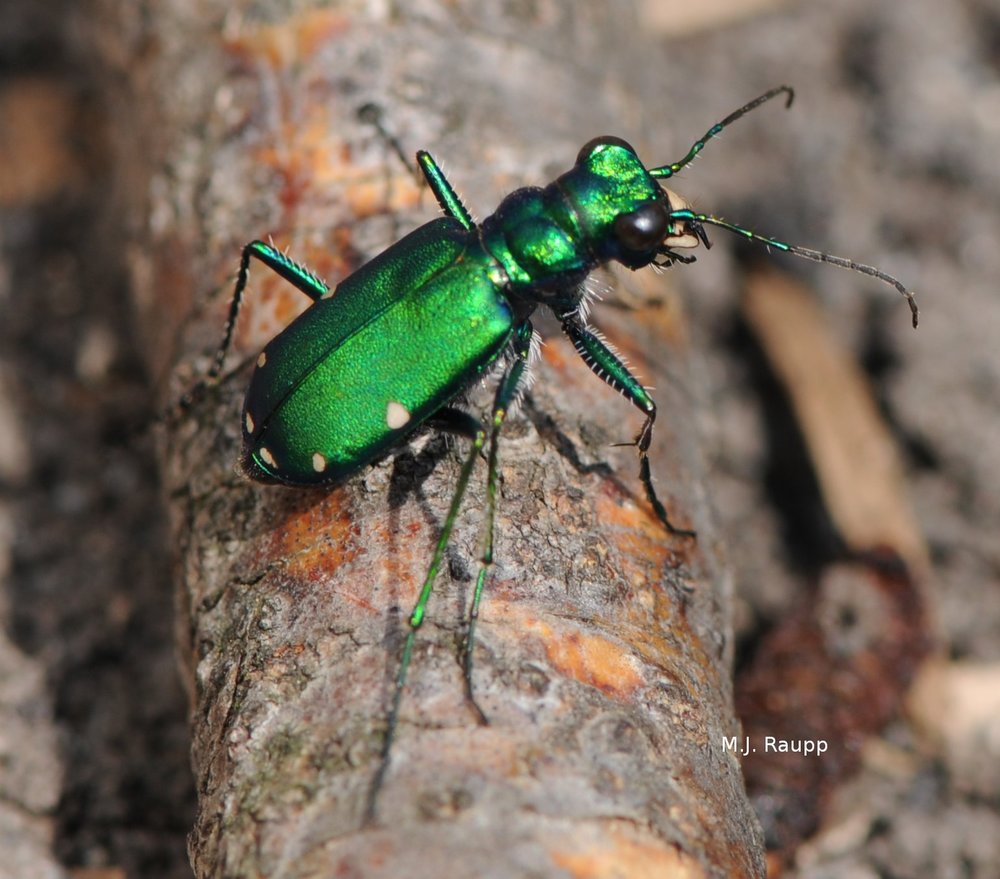 A tiger beetle scans the forest floor for potential food.