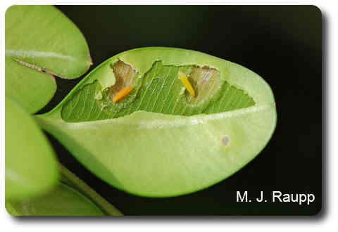 Boxwood leafminer larvae and pupae can be found inside the galled leaf tissue before adults emerge in spring.