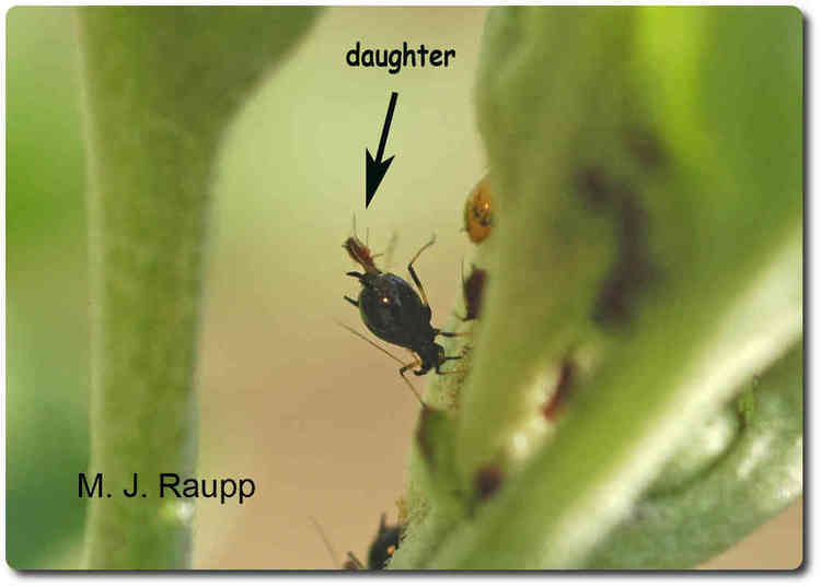 When aphids are born, breech seems to be the rule.