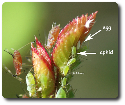 Unsuspecting aphids face certain death when the flower fly egg hatches in a few days.