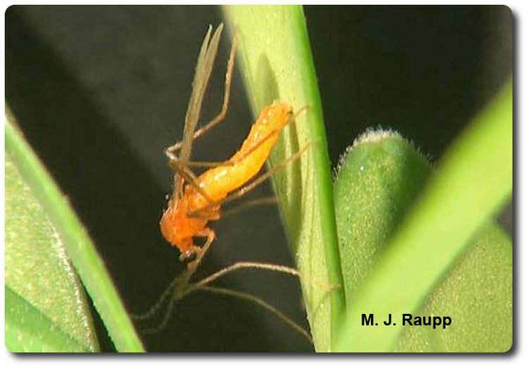 Adult ocellate gall midges closely resemble the boxwood leafminer seen here.