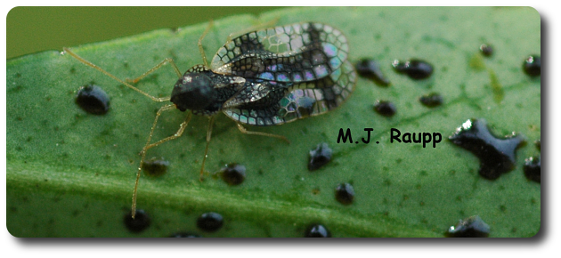 Fecal spots on the underside of leaves are a sure sign of lace bugs such as this gorgeous andromeda lace bug.