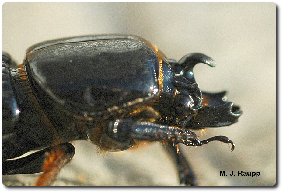 Powerful jaws and a magnificent horn are standard equipment for a bess beetle.