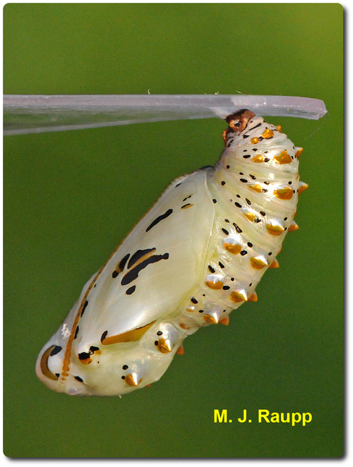 Within a breathtaking chrysalis, the caterpillar becomes a butterfly.