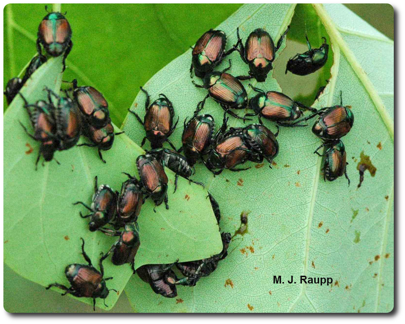 A horde of beetles can put a beating on trees, shrubs, and herbaceous plants.