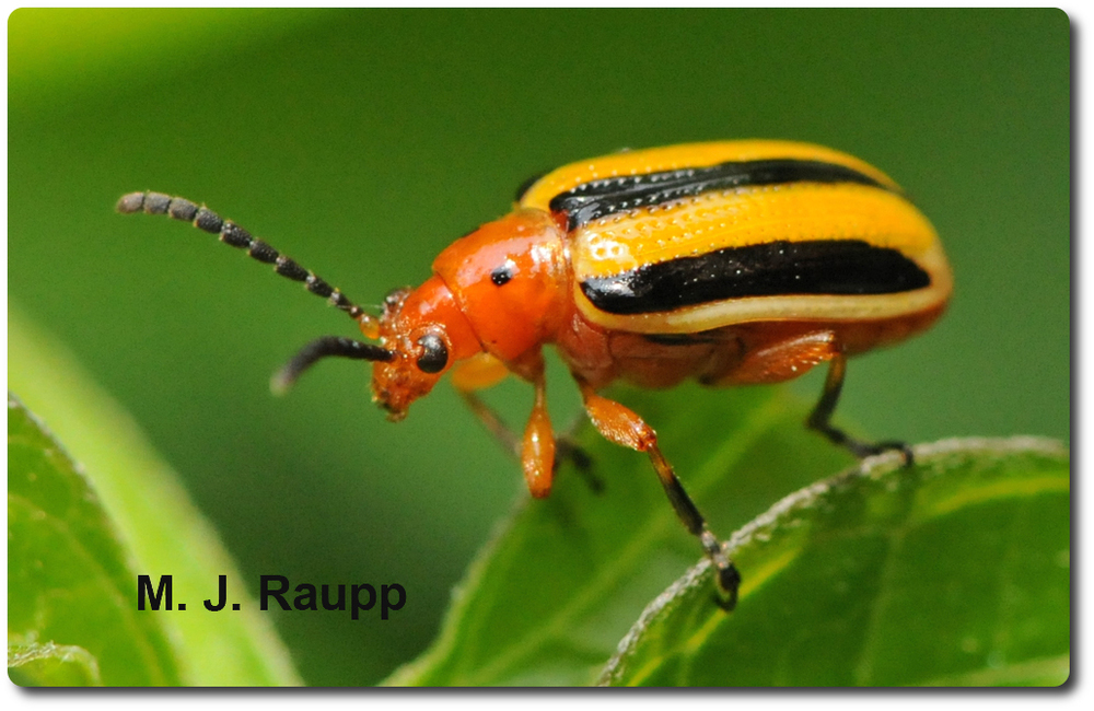 A dinner of nightshade is deadly to some, but not to the three lined potato beetle.