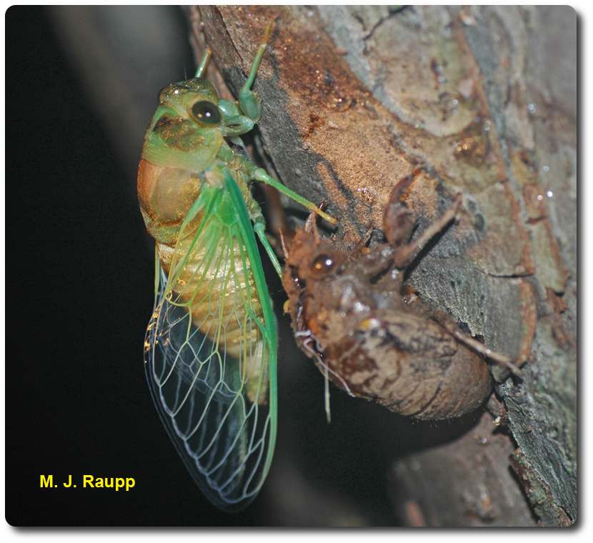 This newly molted dog day cicada waits patiently as its exoskeleton hardens.