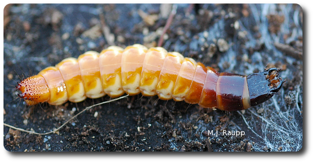 The larva of the eyed elater has powerful jaws to kill its prey.