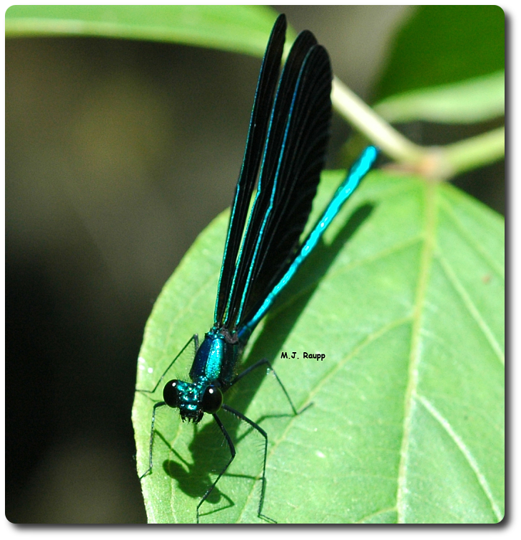 The gorgeous ebony jewelwing is often found near small streams.