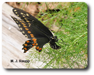 Dill is the perfect plant on which to lay eggs if you are a black swallowtail.
