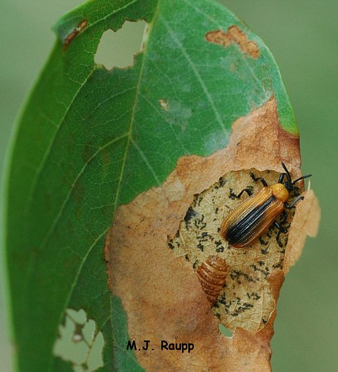 Ready to continue the feast on locust this adult leafminer emerges from its pupal case.