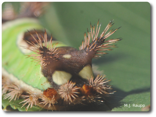 Poison glands in the skin of the caterpillar prepare a potent toxin delivered by urticating hairs.