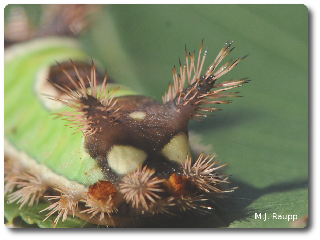 Poison glands in the skin of the caterpillar prepare a potent toxin delivered by urticating hairs.