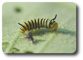 A newly hatched monarch caterpillar prepares for its first meal.