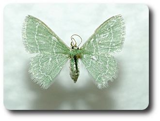 The camouflaged looper turns into a beautiful emerald green moth.