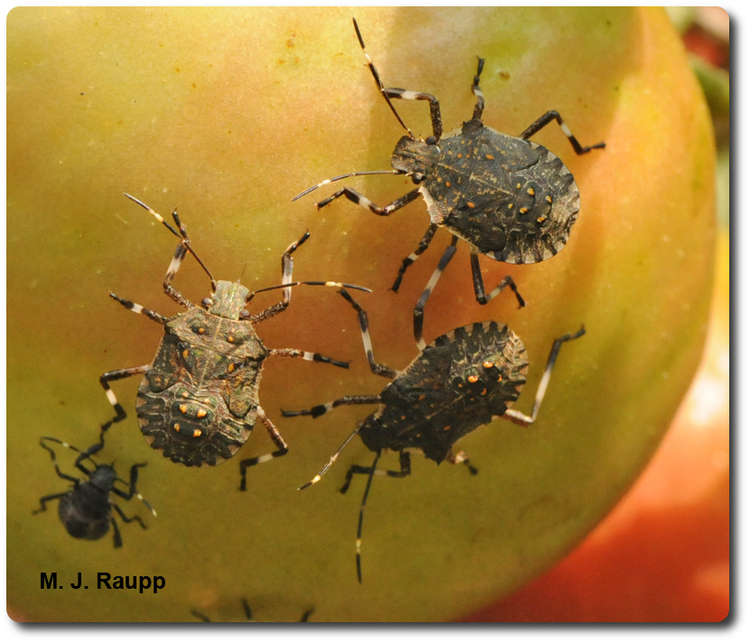 Tomato is on the menu for this band of stink bugs.