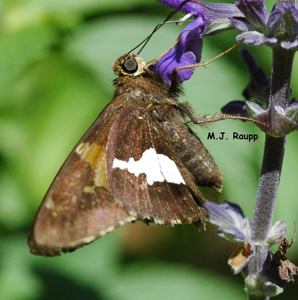 Adult silver spotted skippers are regular visitors to the garden
