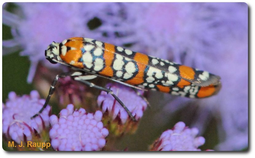 Ermine moths wear a royal robe of orange, black, and white scales.