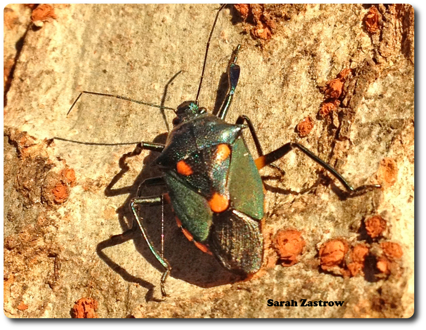 This resident of Florida, a predatory stink bug, was observed chillin’ on the bark of an elm tree in College Park last week.