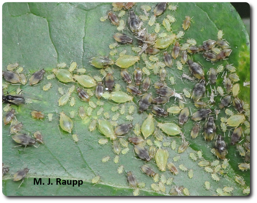 Hundreds of aphids partake in a Thanksgiving feast on the leaves of autumn clematis.