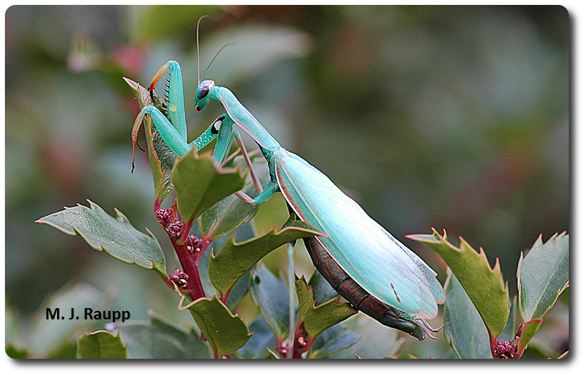 A beautiful European praying mantis rests on a holly shortly before laying her eggs.