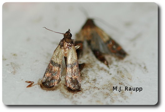 Adult Indian meal moths like these two stuck in a pheromone trap often flutter about pantries and cupboards.