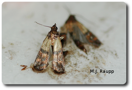 Mating Pantry Moths - Plodia interpunctella 