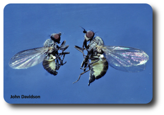 Adult holly leafminers resemble small houseflies.