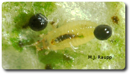 Yellow wingless nymphs sip plants fluids and leave behind dark droplets of excrement.