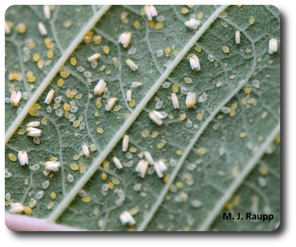 If you are lucky, you may find a colony of whiteflies decorating your holiday poinsettia.