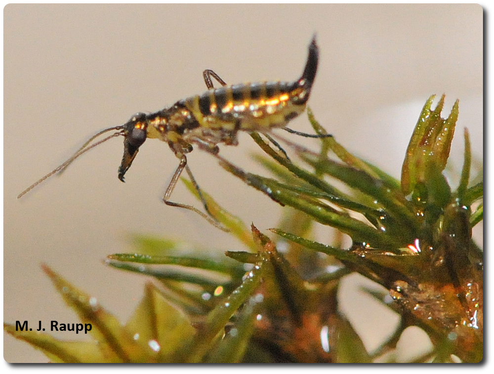 From her lofty perch, a snow scorpionfly surveys a wintry landscape.