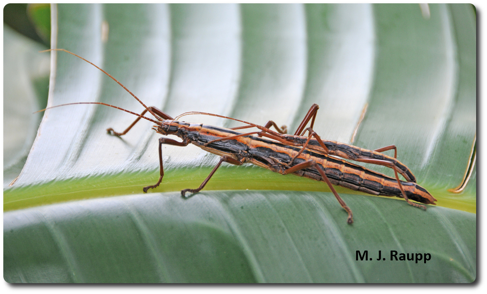 The female walkingstick dwarfs the male riding on her back.