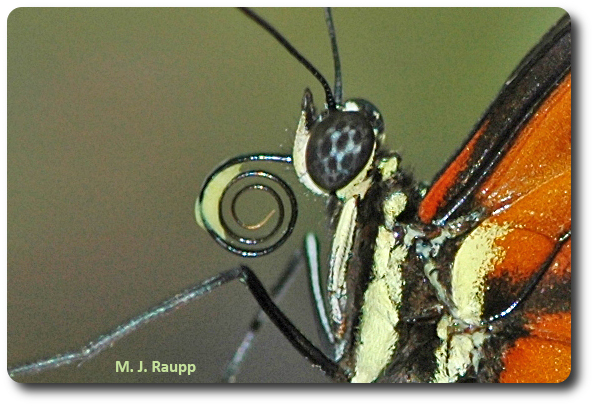 Longwing butterflies collect pollen on their proboscis and extract nutritious amino acids from the grains.