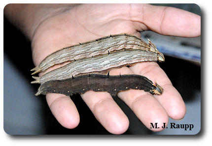 Orlando wrangles a handful of gorgeous owl caterpillars.