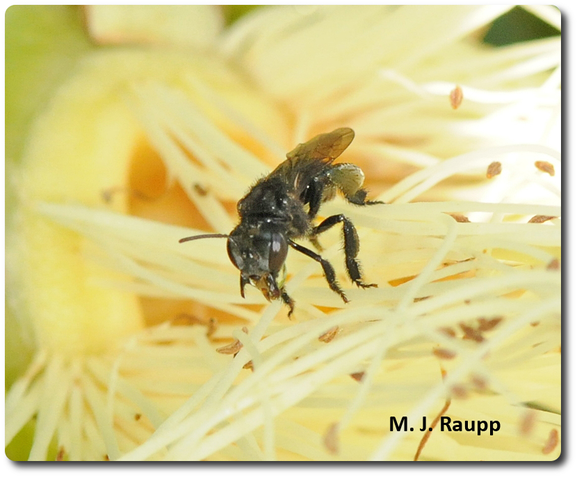 Foraging workers visit beautiful flower blossoms to collect nectar and pollen for the hive.